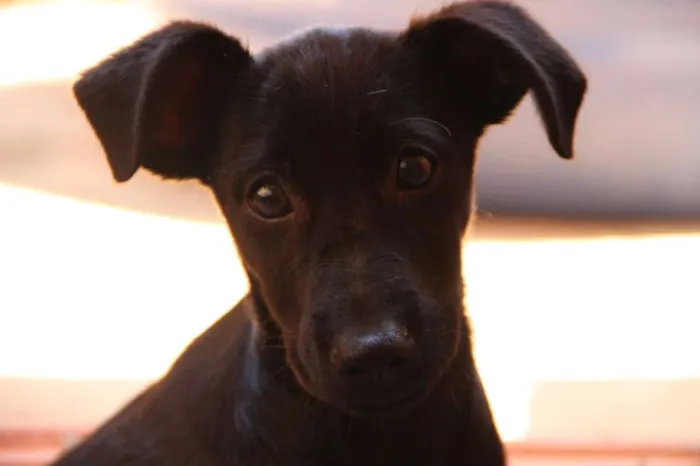 Cachorro ra a SRD idade 2 a 6 meses nome Sem nome 