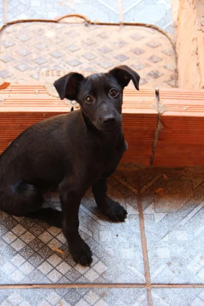 Cachorro ra a SRD idade 2 a 6 meses nome Sem nome 