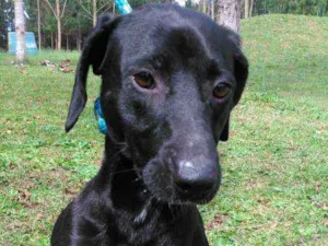 Cachorro raça SRD idade  nome INACIO