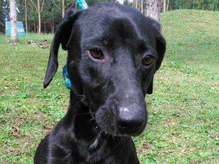 Cachorro ra a SRD idade  nome INACIO