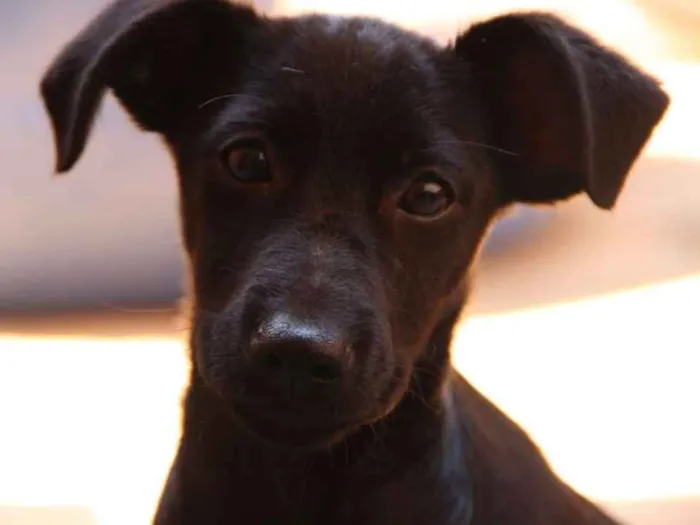 Cachorro ra a SRD idade 2 a 6 meses nome Sem nome 