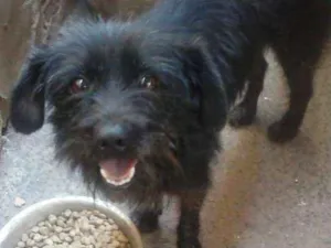Cachorro raça PELUDINHO idade 2 anos nome CHAPOLIM castrado