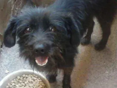 Cachorro raça PELUDINHO idade 2 anos nome CHAPOLIM castrado