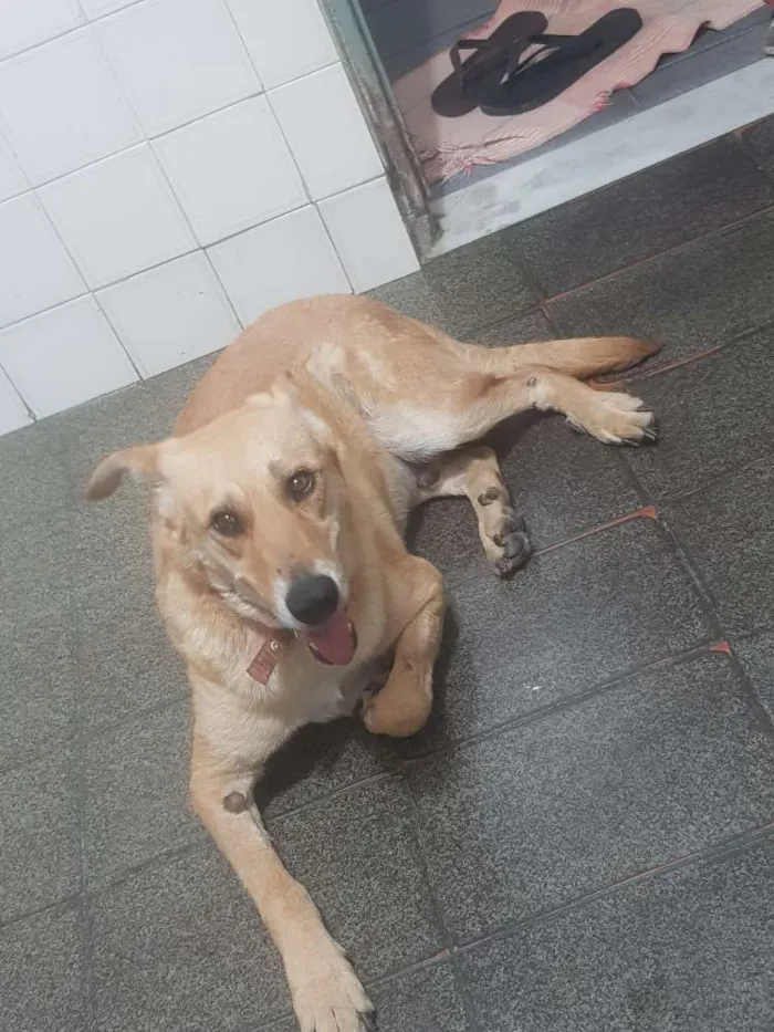 Cachorro raça SRD idade 4 anos nome Loiro