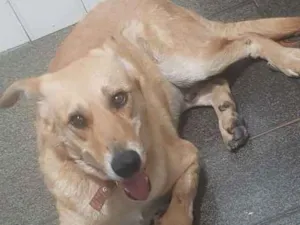 Cachorro raça SRD idade 4 anos nome Loiro