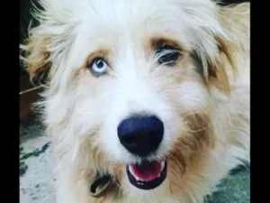 Cachorro raça  idade 2 anos nome Loiro