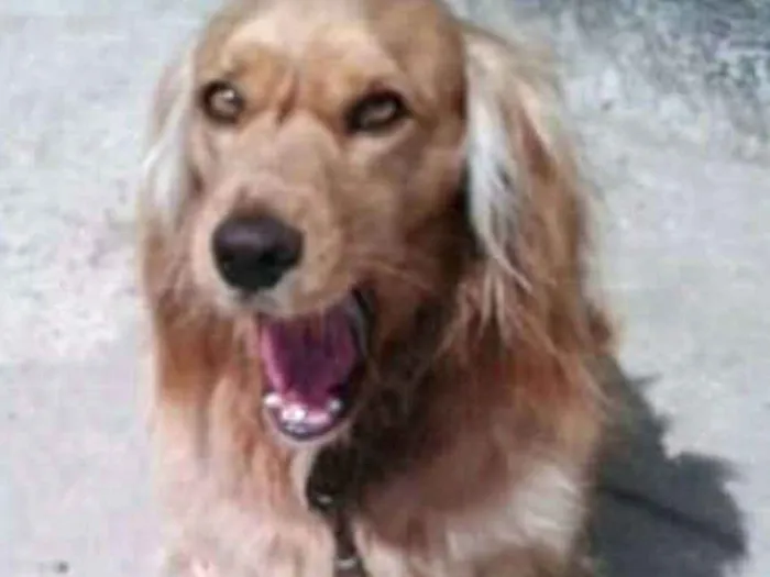 Cachorro ra a Cocker ( mestiço) idade 4 anos nome Teddy
