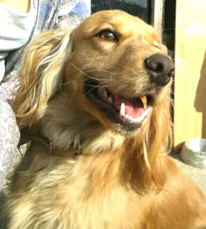 Cachorro ra a Cocker ( mestiço) idade 4 anos nome Teddy
