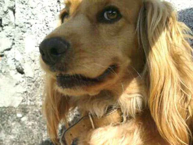Cachorro ra a Cocker ( mestiço) idade 4 anos nome Teddy