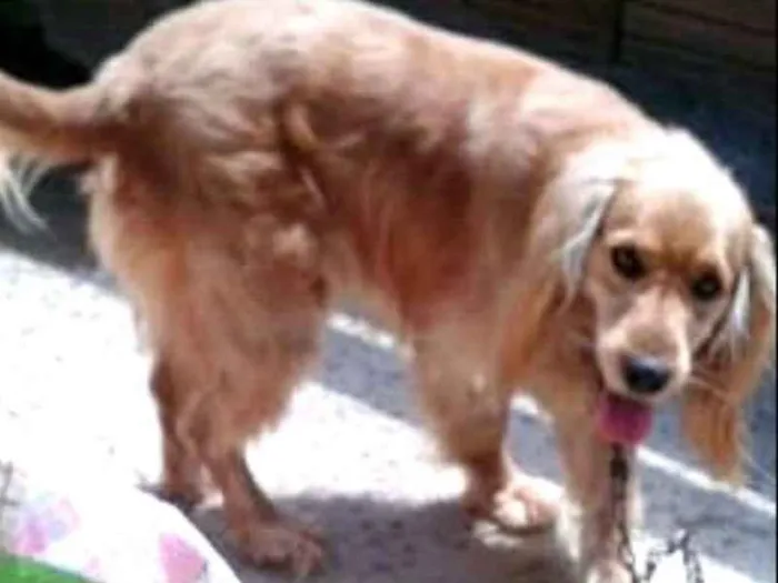 Cachorro ra a Cocker ( mestiço) idade 4 anos nome Teddy