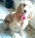 Teddy