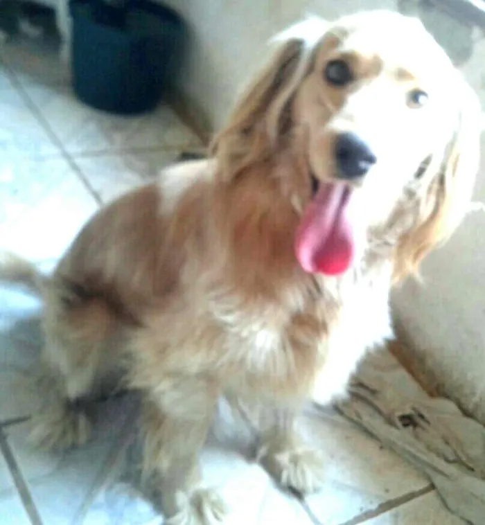 Cachorro ra a Cocker ( mestiço) idade 4 anos nome Teddy