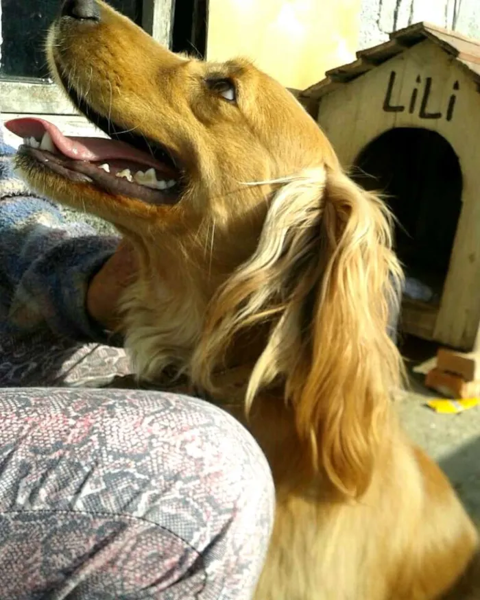 Cachorro ra a Cocker ( mestiço) idade 4 anos nome Teddy