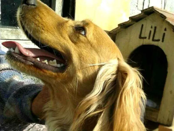 Cachorro ra a Cocker ( mestiço) idade 4 anos nome Teddy