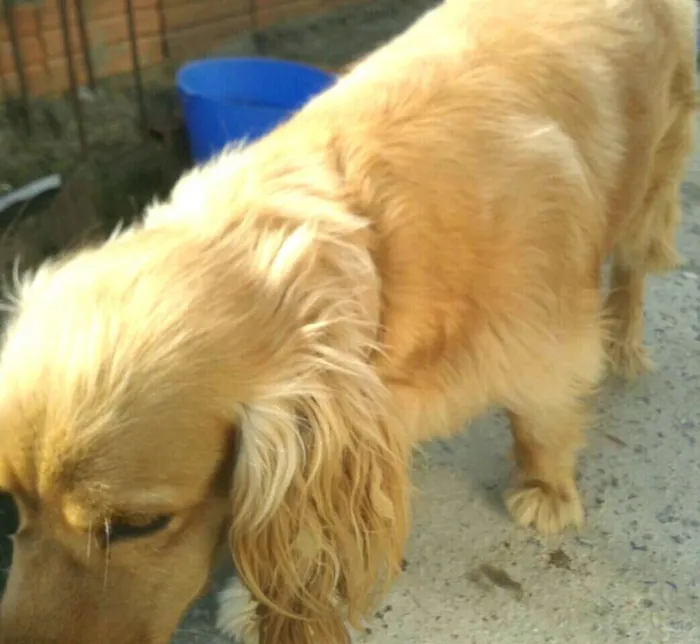 Cachorro ra a Cocker ( mestiço) idade 4 anos nome Teddy