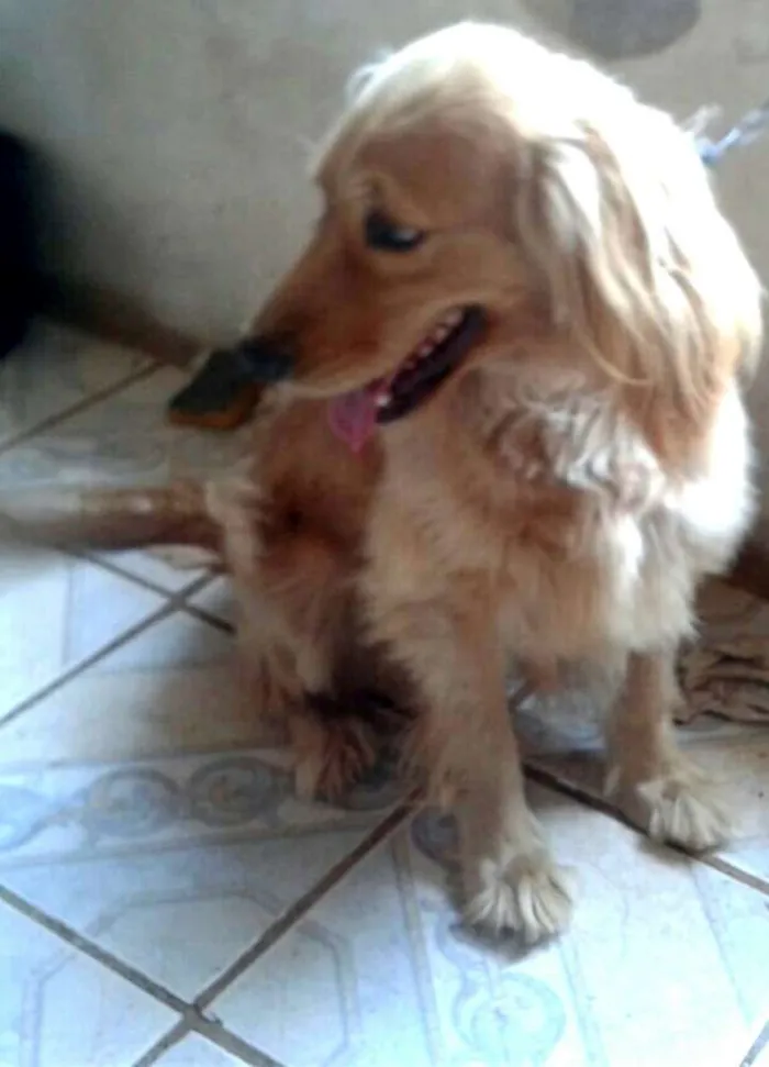 Cachorro ra a Cocker ( mestiço) idade 4 anos nome Teddy