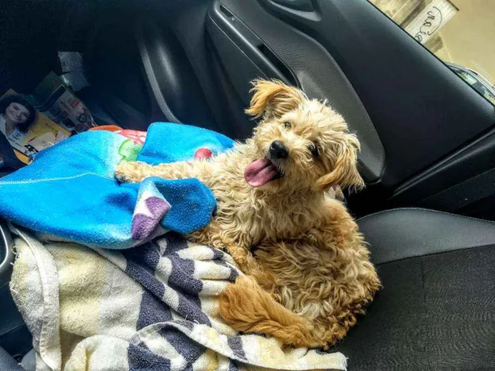 Cachorro ra a Poodle misturada com Lhasa idade 2 a 6 meses nome Jhully