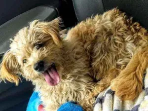 Cachorro raça Poodle misturada com Lhasa idade 2 a 6 meses nome Jhully