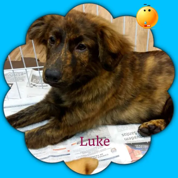 Cachorro ra a srd idade 2 a 6 meses nome Luke