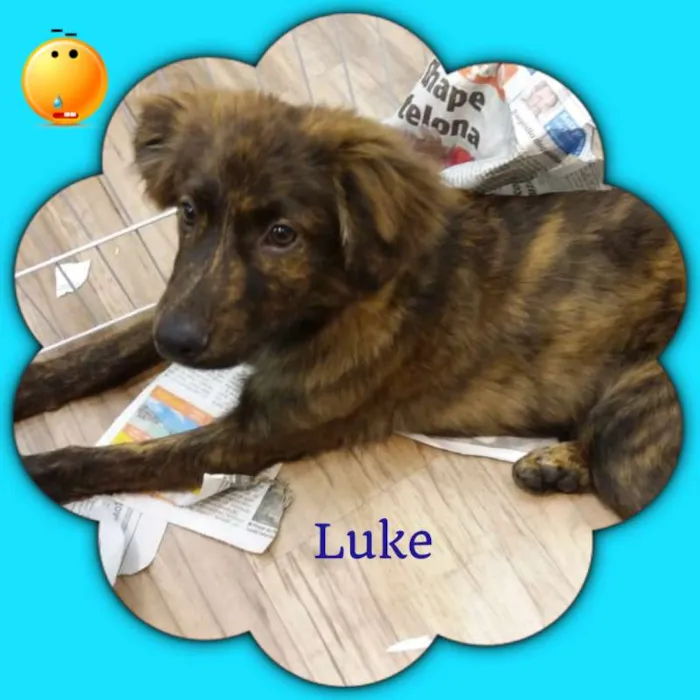 Cachorro ra a srd idade 2 a 6 meses nome Luke