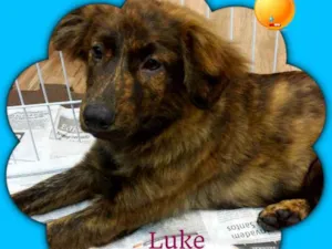 Cachorro raça srd idade 2 a 6 meses nome Luke
