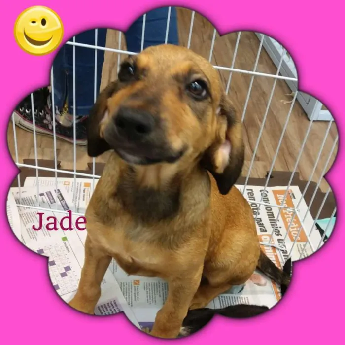 Cachorro ra a srd idade 2 a 6 meses nome JADE