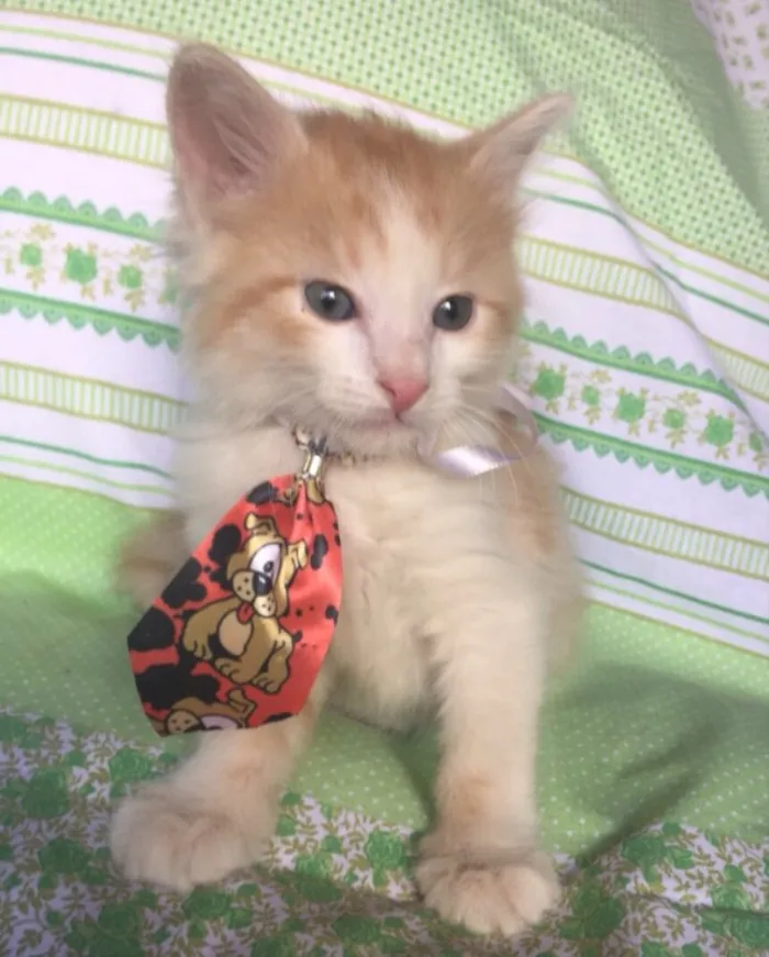 Gato ra a SRD  idade Abaixo de 2 meses nome HAPPY