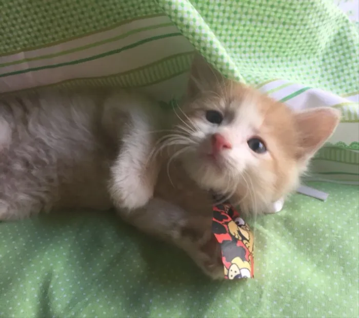 Gato ra a SRD  idade Abaixo de 2 meses nome HAPPY
