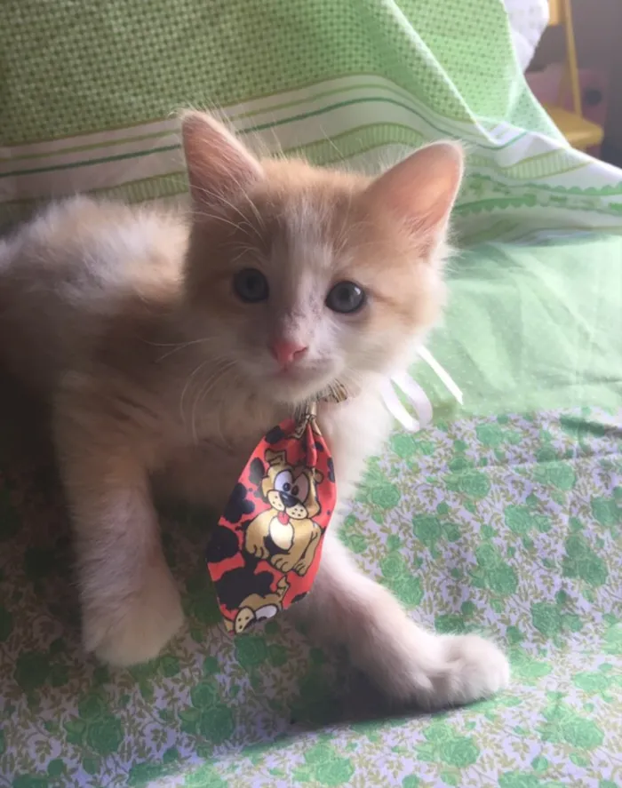 Gato ra a SRD  idade Abaixo de 2 meses nome HAPPY
