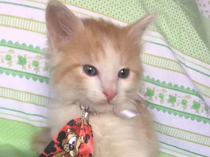 Gato ra a SRD  idade Abaixo de 2 meses nome HAPPY