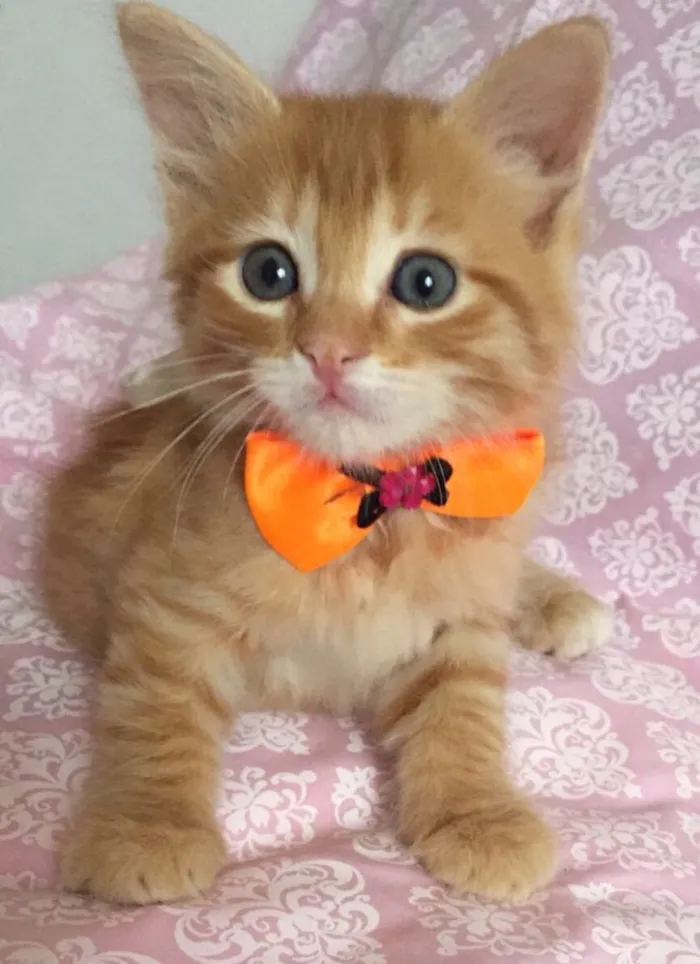 Gato ra a SRD idade Abaixo de 2 meses nome IVY 