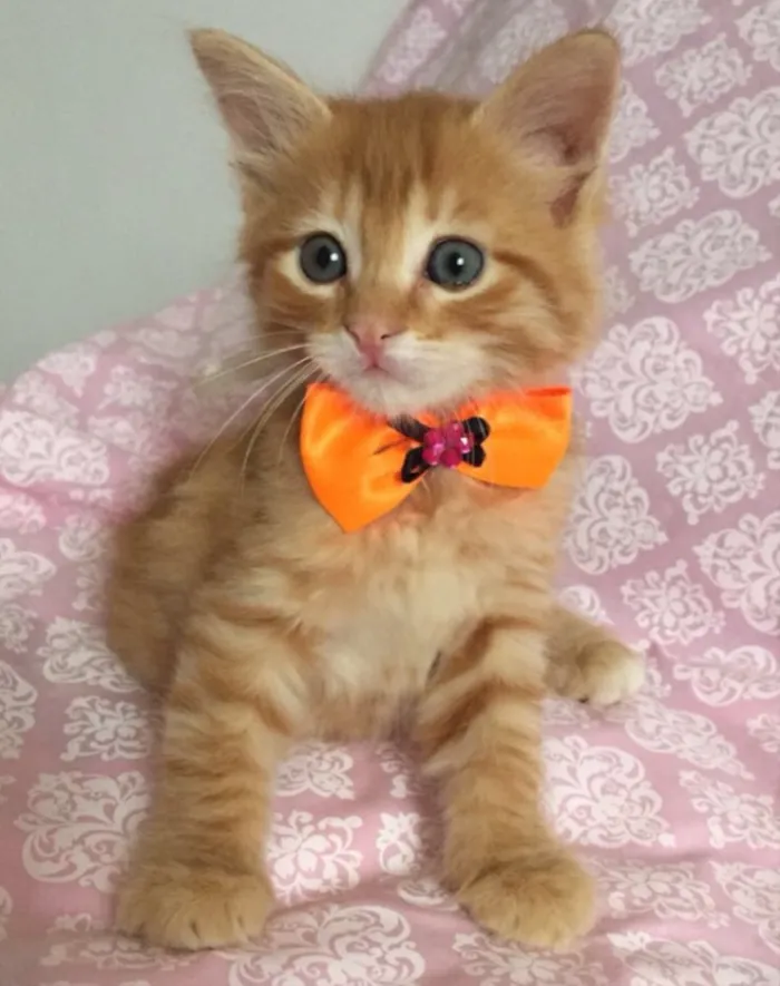 Gato ra a SRD idade Abaixo de 2 meses nome IVY 