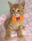 IVY
