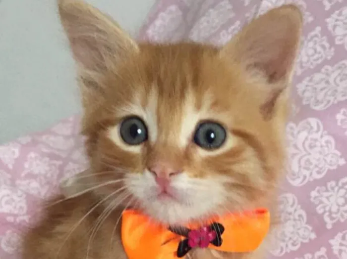 Gato ra a SRD idade Abaixo de 2 meses nome IVY 