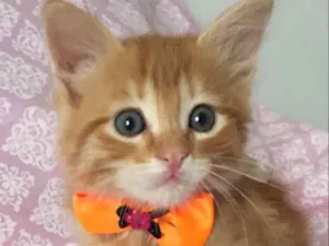 Gato raça SRD idade Abaixo de 2 meses nome IVY 