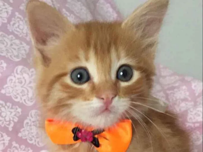Gato ra a SRD idade Abaixo de 2 meses nome IVY 