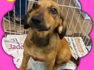 Cachorro raça srd idade 2 a 6 meses nome JADE