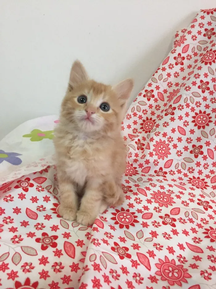 Gato ra a SRD idade Abaixo de 2 meses nome Trika