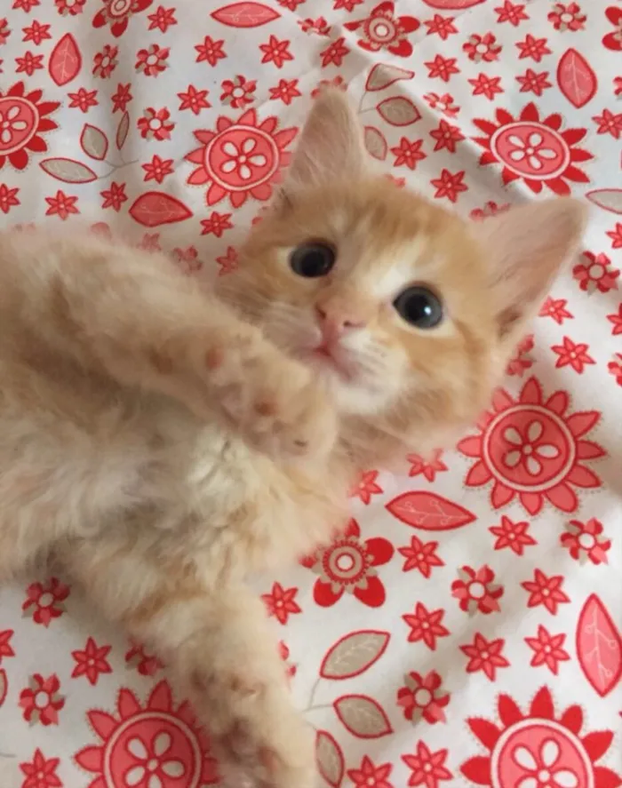 Gato ra a SRD idade Abaixo de 2 meses nome Trika