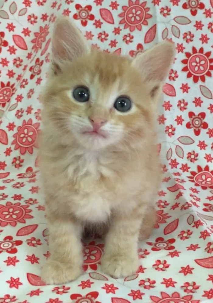 Gato ra a SRD idade Abaixo de 2 meses nome Trika