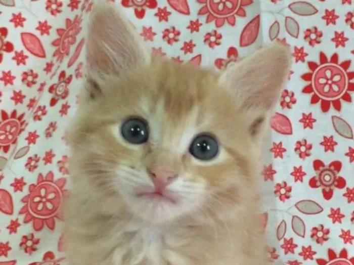 Gato ra a SRD idade Abaixo de 2 meses nome Trika