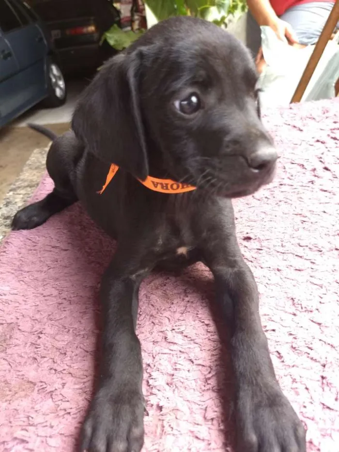 Cachorro raça Vira lata com labrador idade 2 a 6 meses nome Melissa ,Jack, lessi
