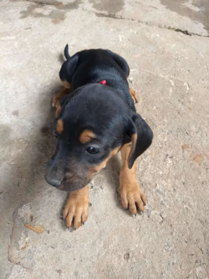 Cachorro raça Vira lata com labrador idade 2 a 6 meses nome Melissa ,Jack, lessi