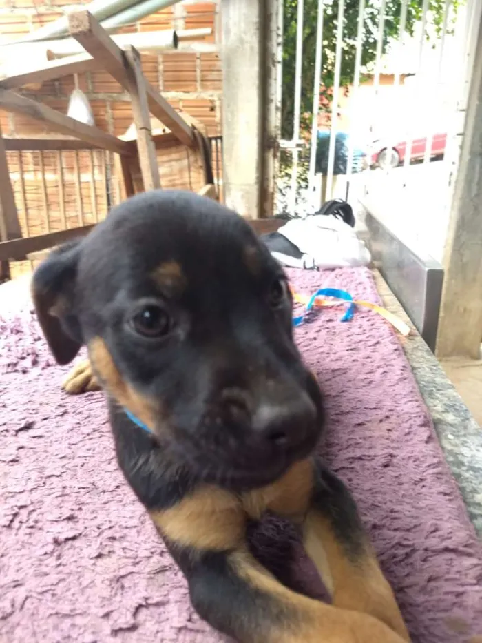 Cachorro raça Vira lata com labrador idade 2 a 6 meses nome Melissa ,Jack, lessi