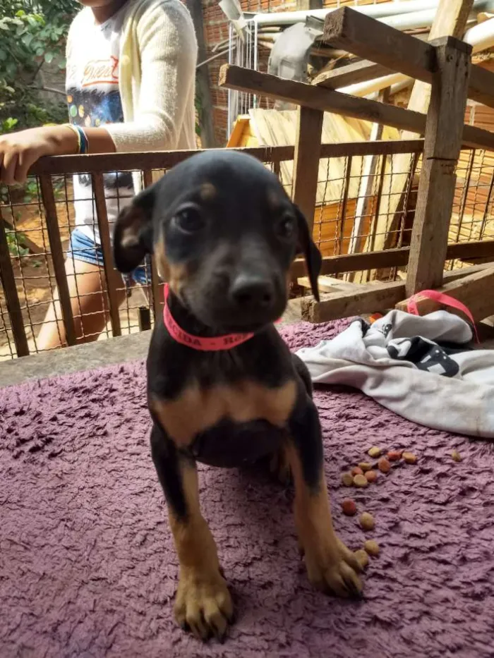 Cachorro raça Vira lata com labrador idade 2 a 6 meses nome Melissa ,Jack, lessi