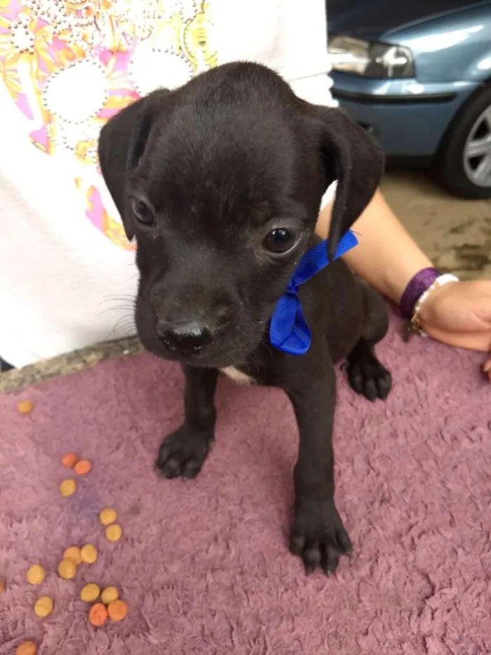 Cachorro raça Vira lata com labrador idade 2 a 6 meses nome Melissa ,Jack, lessi