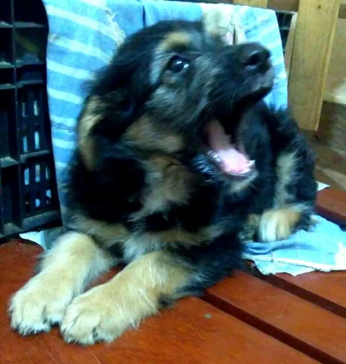 Cachorro ra a  idade 2 a 6 meses nome Filhotes Val