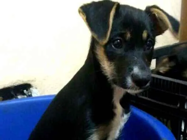 Cachorro ra a  idade 2 a 6 meses nome Filhotes Val