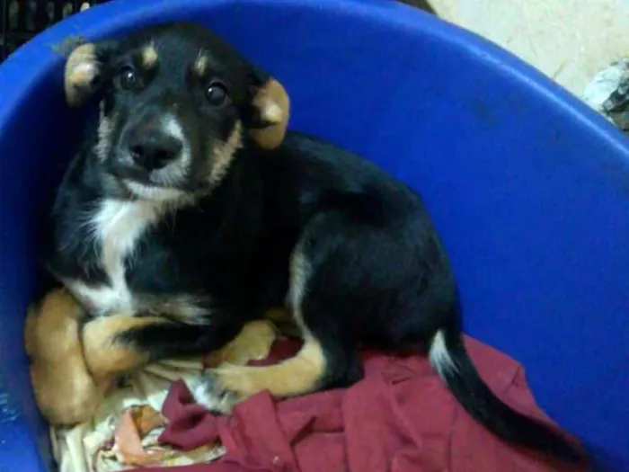 Cachorro ra a  idade 2 a 6 meses nome Filhotes Val