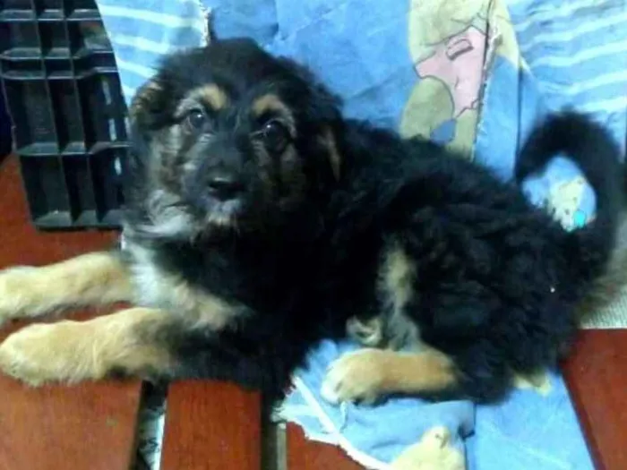 Cachorro ra a  idade 2 a 6 meses nome Filhotes Val